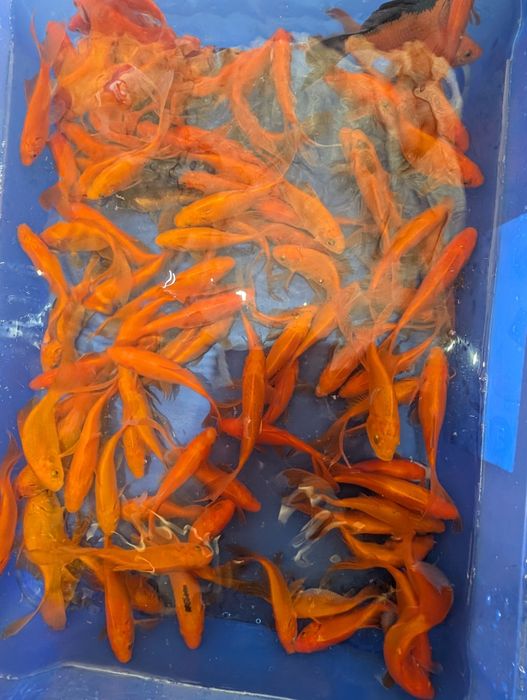Карп кої комета,карась