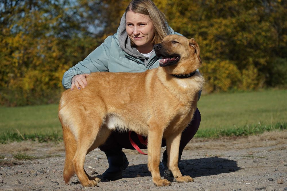 Sajon - piękny, duży pies - pomagamy w transporcie