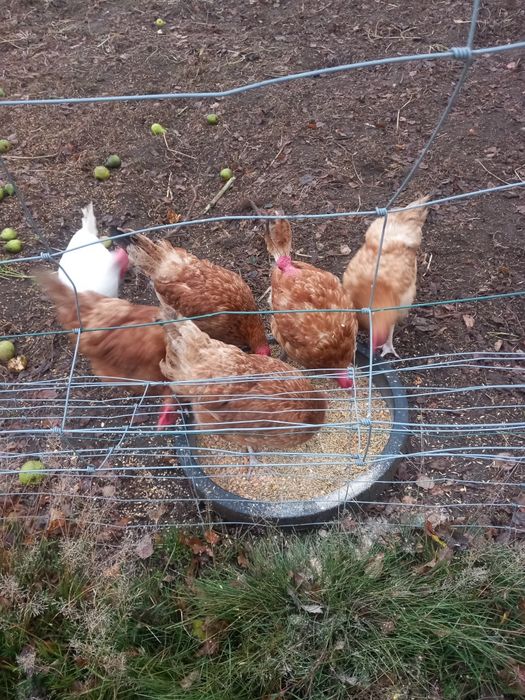 Pasza gospodarska dla kur, drobiu(śruta)