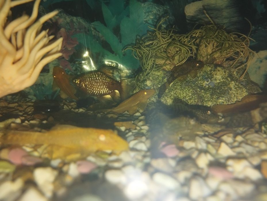 Аквариумные рыбки, Сомики Анцистры золотой и черный