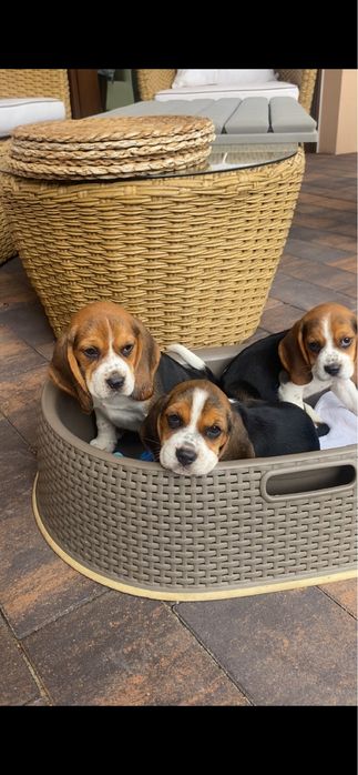 BeagleTricolor! Wybitne z rodowodem! Paszport