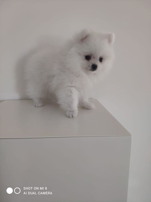 Siptz alemão anão/lulu da pomerânia com lop e afixo branca neve