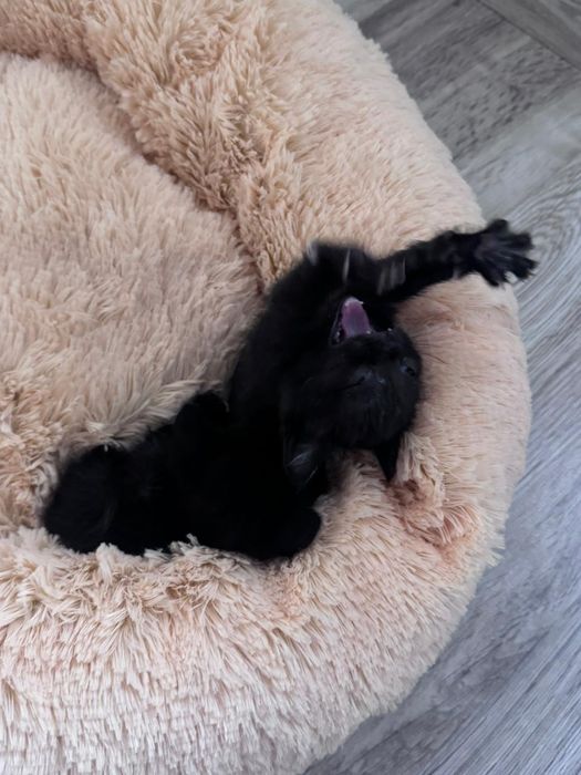 Кошенятка шукають родини