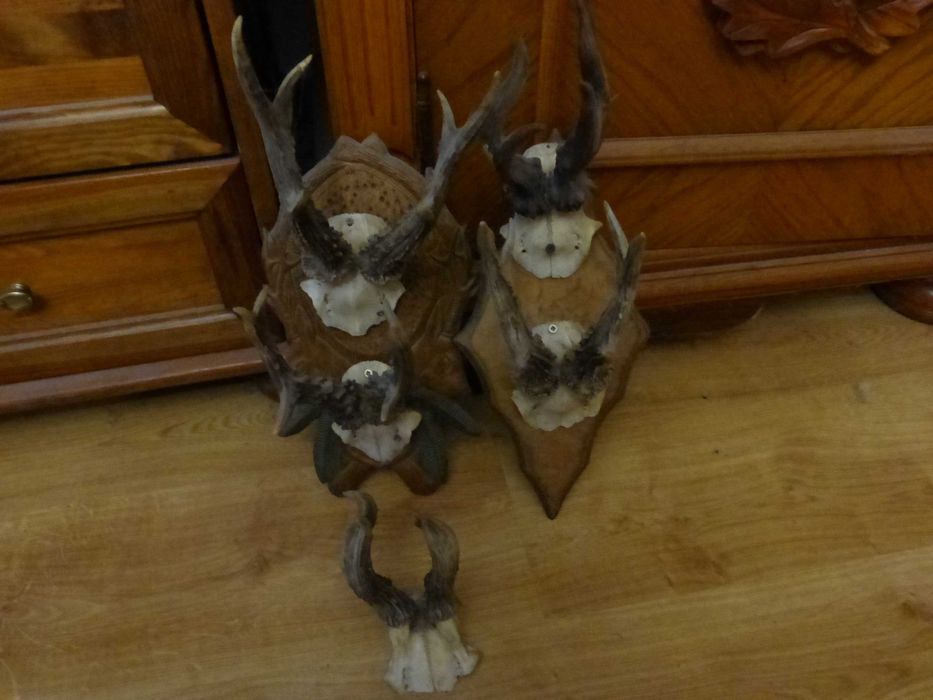 Poroże Byka i kozła sprzedam