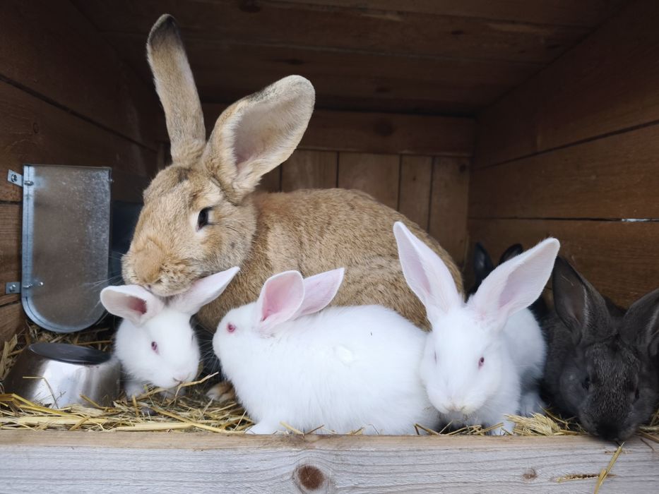 Króliczki młode 6-7 tyg