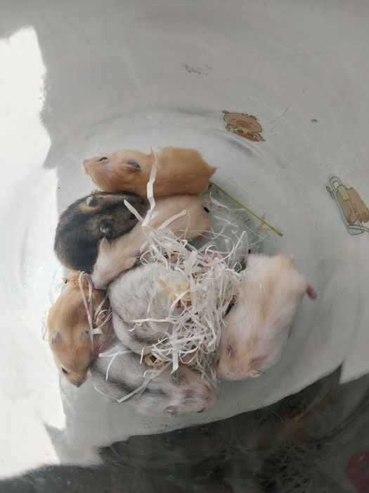 Хом'ячки домашні