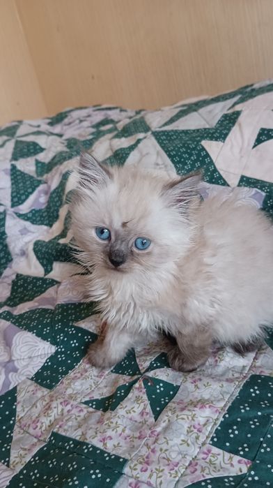 Невська маскарадна хлопчик 1,5