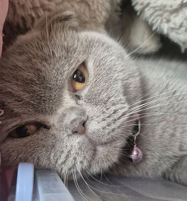 Кошенята ScottishF
Scottish Fold
09.06.2026

Мама Scottish Fold попеляста 

Татко Scottish Fold білий

За детальною інфо і для броні звертатися в пп