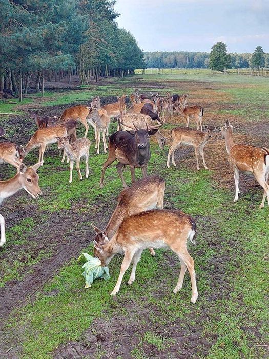 Daniele sprzedam zamienie