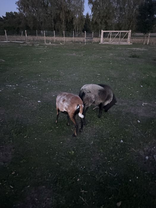 Owce i baranek na sprzedaż