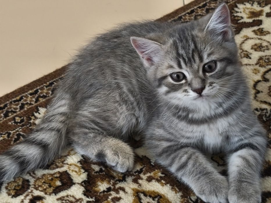 Gatinho Scottish Straight