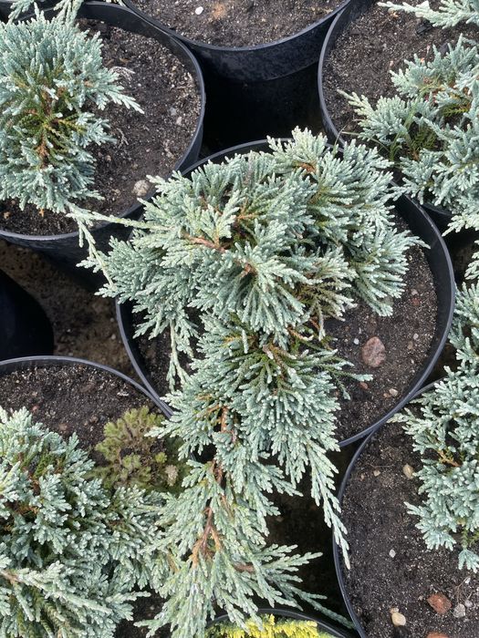 Sprzedam jałowiec płożący 9 zl