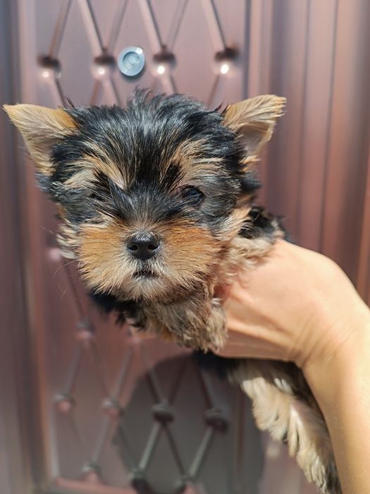 Одесские щенки Йорка