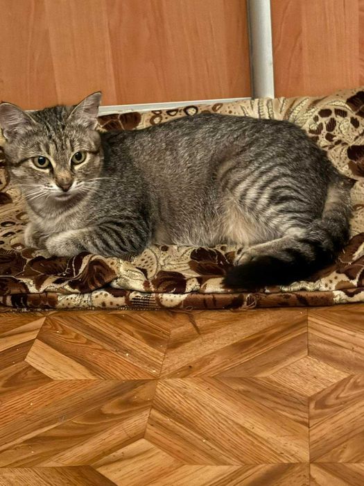 Срочно ищет дом кошечка Ясмина.