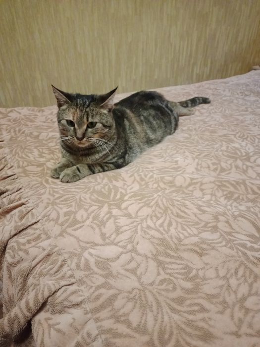 Бесплатно в добрые руки котята подростки мальчики и девочки