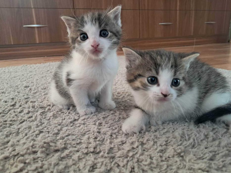 Małe kociaki do adopci REZERWACJE