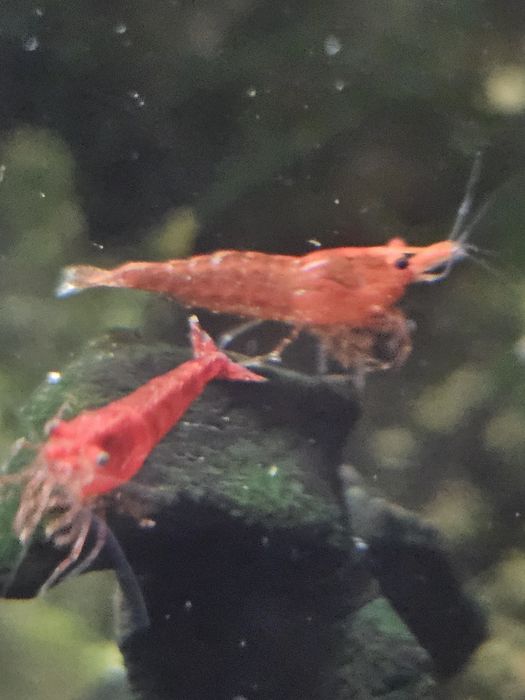 15 camarões juvenis Red Cherry Vermelhos
Entrego na linha de Cascais

Tenho também plantas aquáticas e caracóis.

Qualquer dúvida disponha