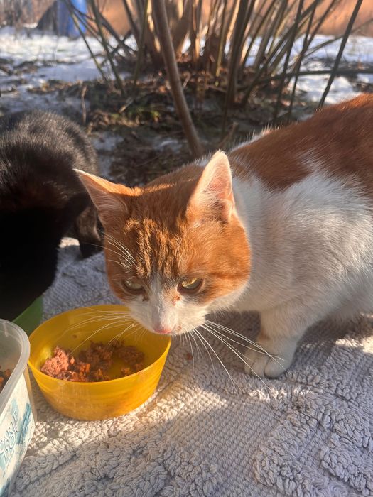 Rudy bardzo marźnie, prosi o dom.