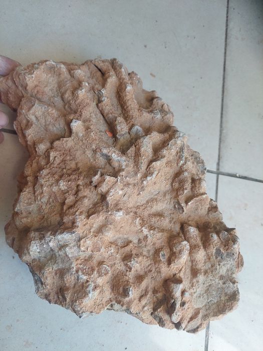 Fóssil coral colonial
