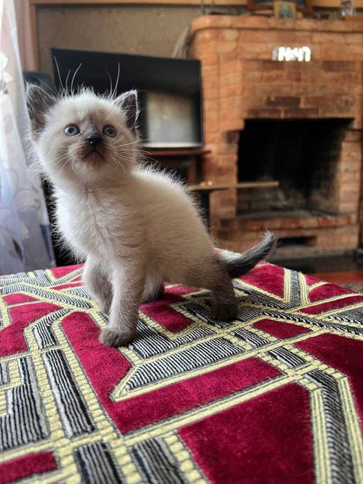 Отдам котят БЕЗПЛАТНО !