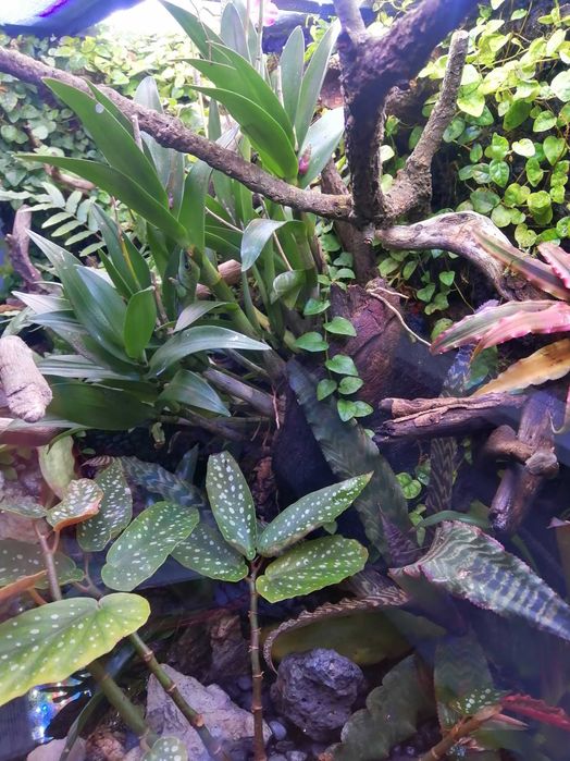 Terrário Exo Terra com móvel