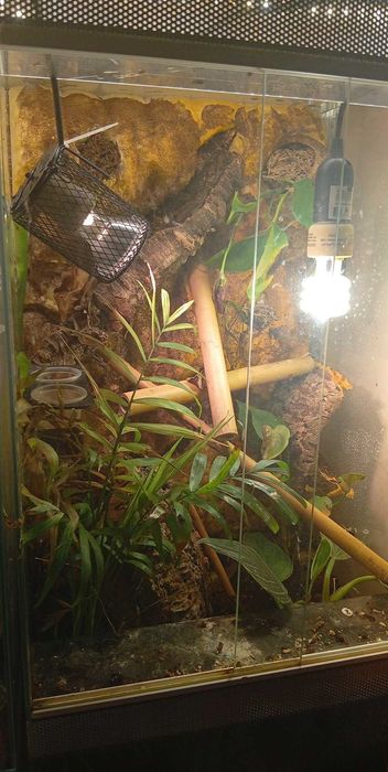 Samica gekona dziennego z terrarium