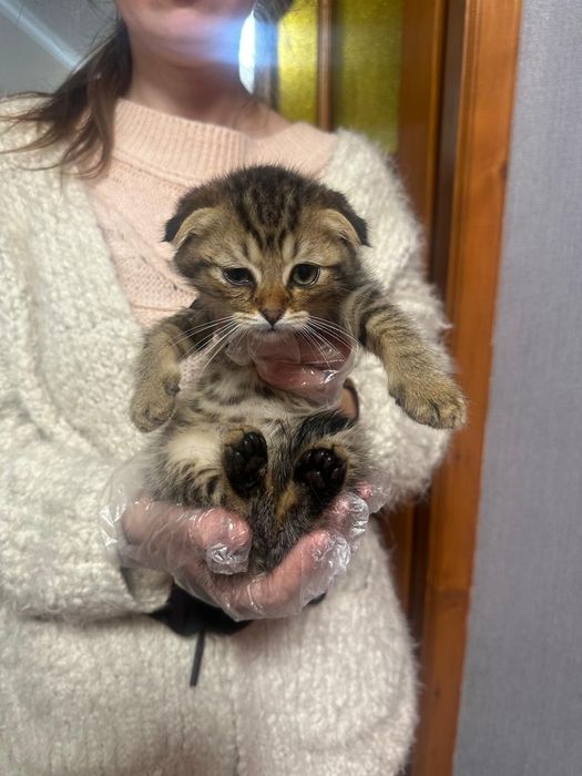 Кошенятка в пошуках домк