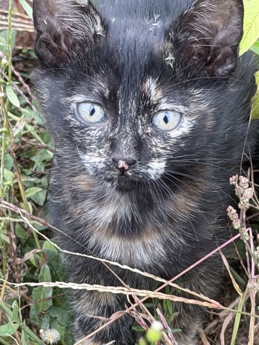 Кошенята  в люлячу родину