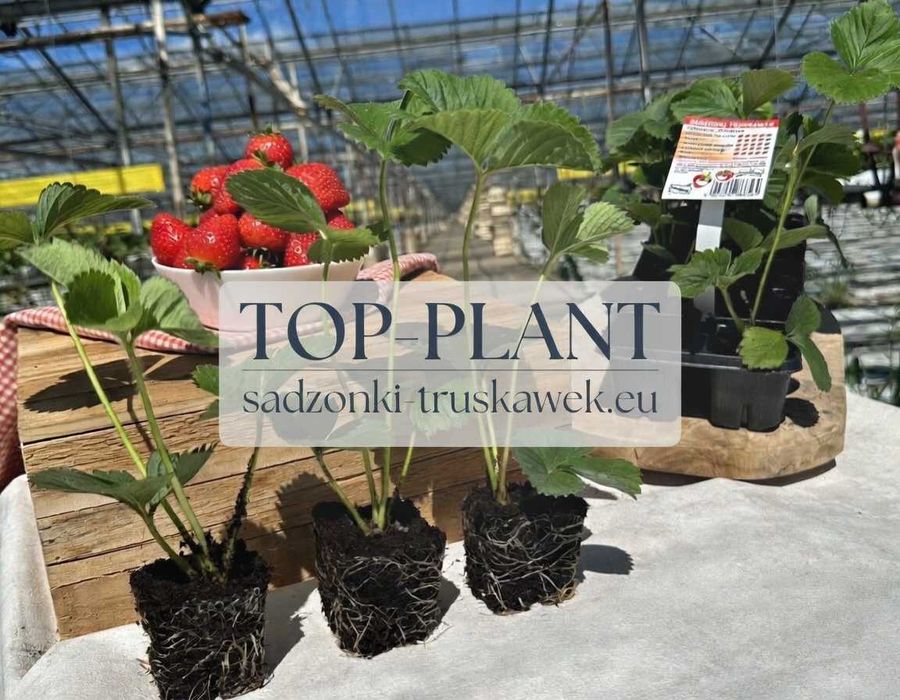 Sadzonki Truskawek FLORENCE i inne od PRODUCENTA! owoce nawet w lipcu!