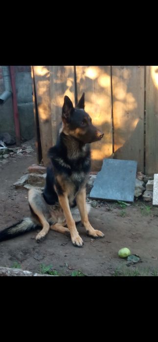 В'язка кобель , злучка