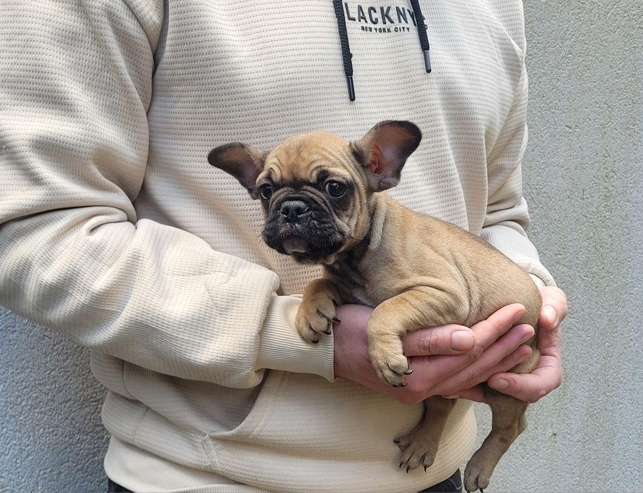 Bulldog macho 2 meses