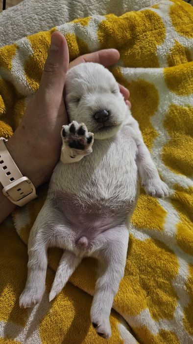 Sznaucer miniaturowy biały - RODOWÓD FCI !!!