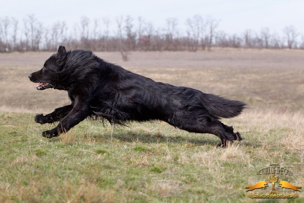 Шикарные черные длинношерстные девочки.