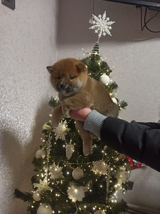 Чарівний хлопчик Сіба іну