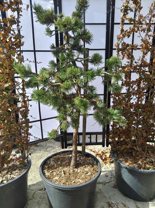 Sosna oscista, pinus aristata