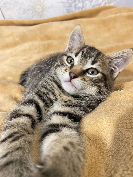 Дуже гарний котик в добрі ручки