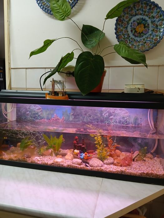 Aquário de 1 m usado em bom estado