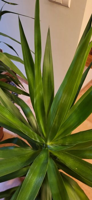 Juka, yucca domowa.
