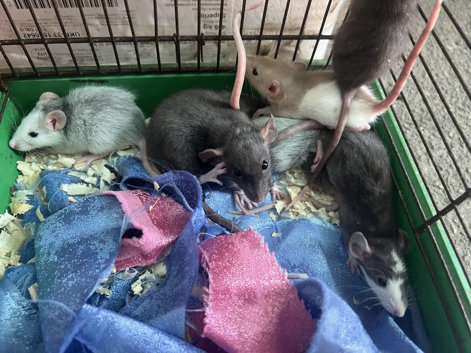 Крысята ДАМБО (от 1 месяца) пепельные