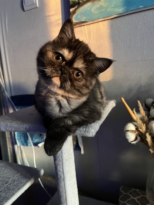 Екзотична короткошерста