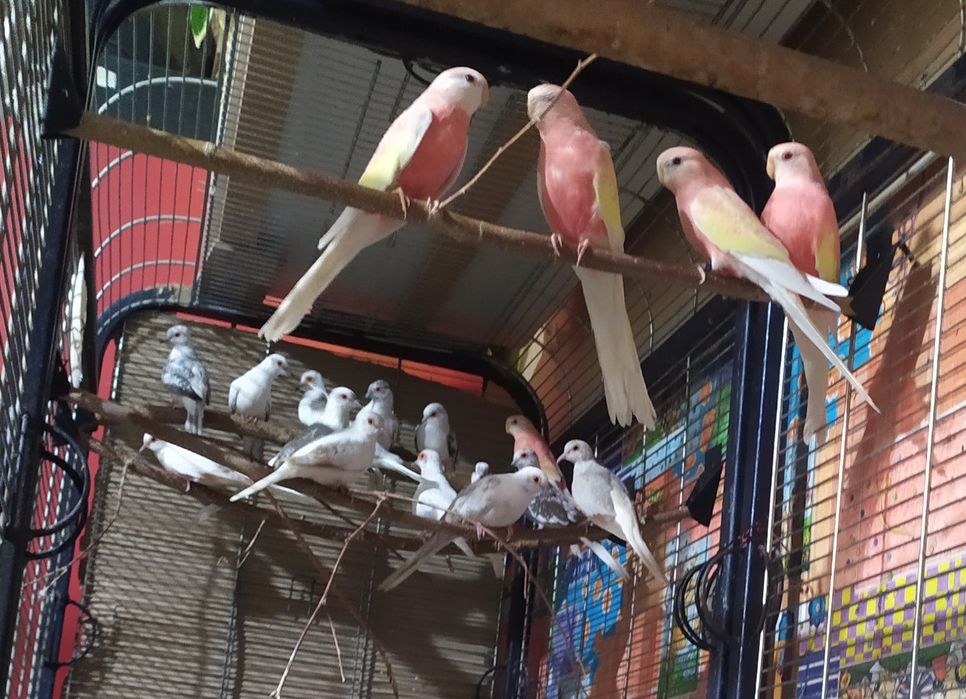 Gołabki diamentowe szek,szeki