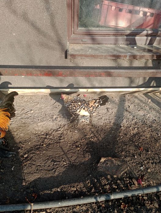 Kurki karzełki łapciate