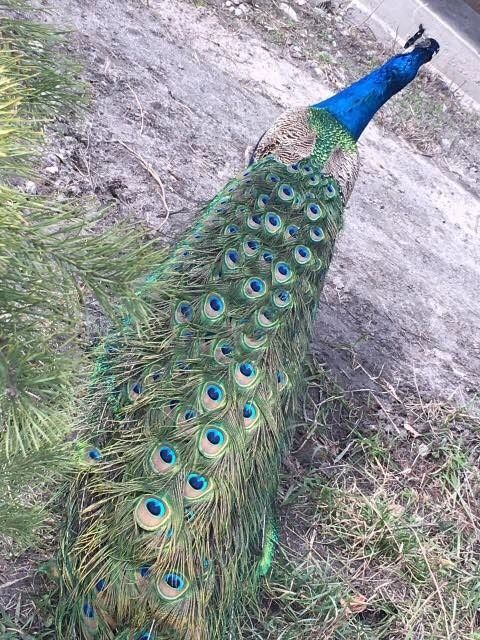 Перья индийского павлина