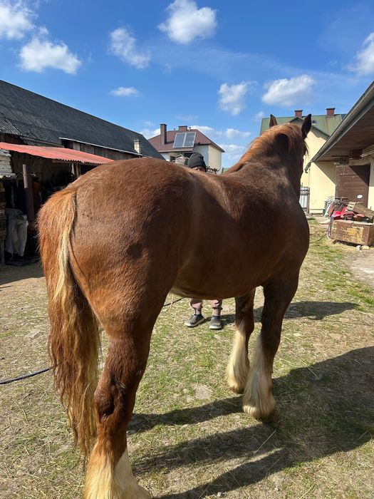 Sprzedam klacz zimnokrwista