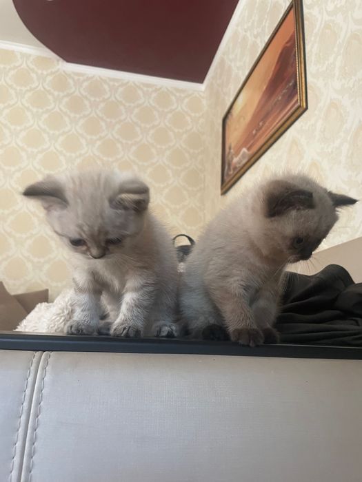 Шотландські котята