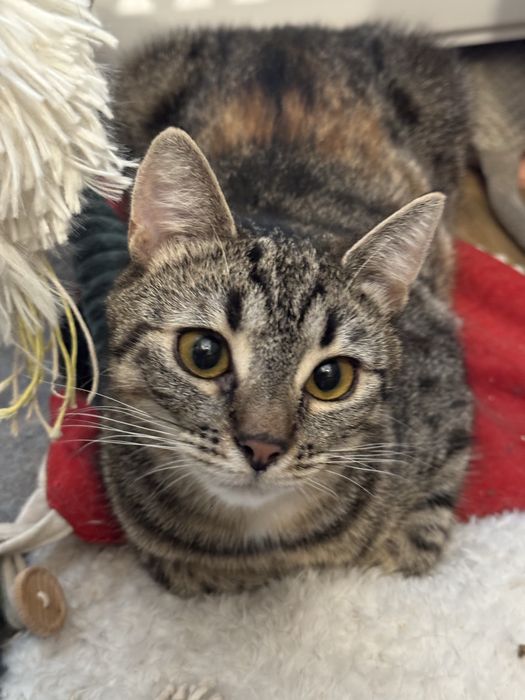 Koty oddam do adopcji