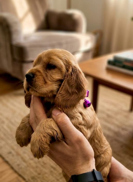 Cocker spaniel angielski Szczeniak złoty