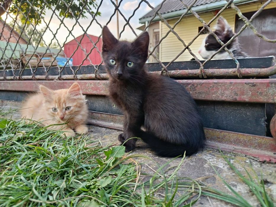 Кошеня хлопчик у добрі руки