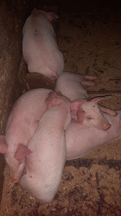 Продаются поросята