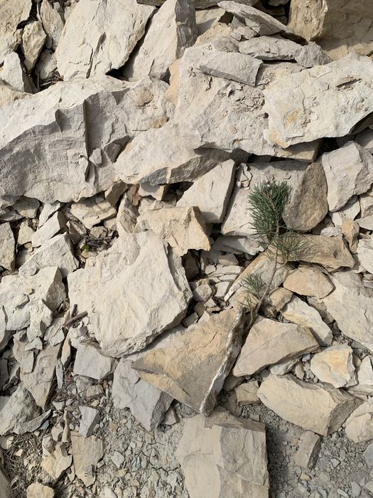 Kamień elewacja piaskowiec łupek na ściane do gabionów gabion dzikówka